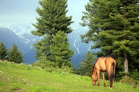 Golden horse Wish to have this Pakistan